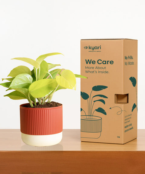 Set of 5 Mylo -Lucky Jade, Money Variegated, Peace Lily, Golden Hahnii Snake, Aglaonema Lipstick