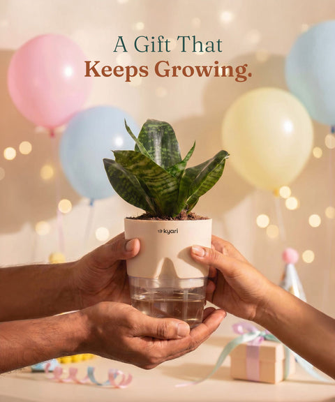 Green Snake Plant With Self Watering Pot