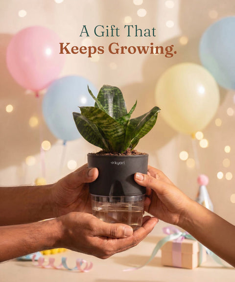 Green Snake Plant With Self Watering Pot