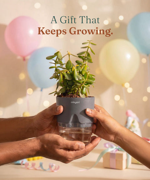 Lucky Jade Plant With Self Watering Pot