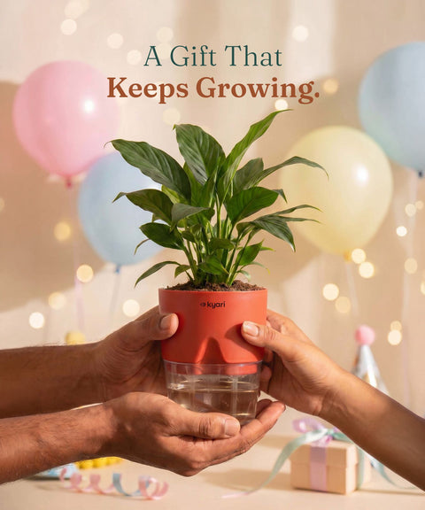 Peace Lily Plant With Self Watering Pot