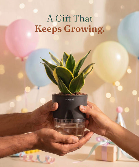 Golden Hahnii Snake Plant With Self Watering Pot