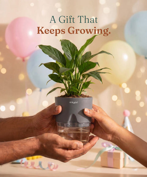 Peace Lily Plant With Self Watering Pot