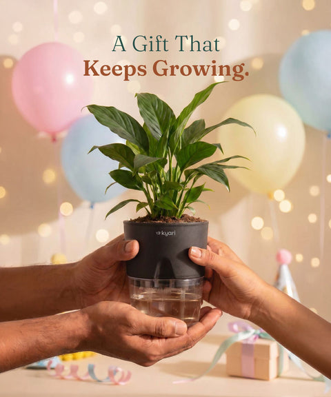 Peace Lily Plant With Self Watering Pot