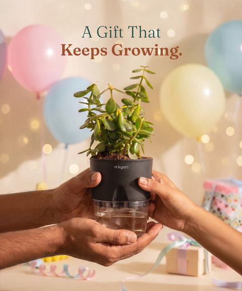 Lucky Jade Plant With Self Watering Pot