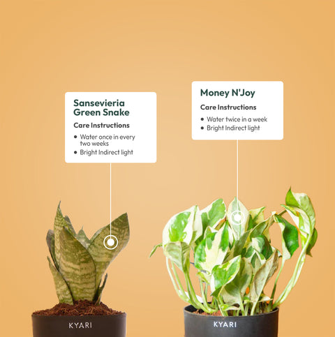 Set of 2 - Green Snake & Money N'Joy Plant