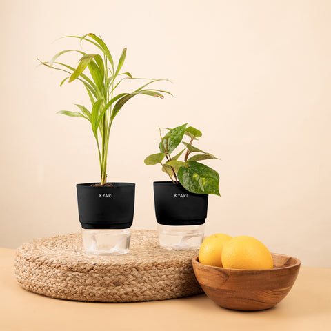 Set of 2 - Areca Palm & Betel Leaf Plant