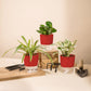 Set of 3 - Spider & Money N'Joy & Peperomia Green Plant