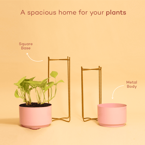 Baby Pink Cylinder Planters with Stand (Set of 2)