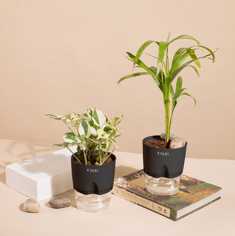 Set of 2 - Areca Palm & Money N'Joy Plant