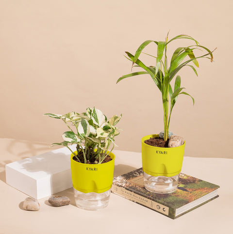 Set of 2 - Areca Palm & Money N'Joy Plant