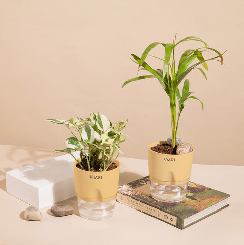 Set of 2 - Areca Palm & Money N'Joy Plant