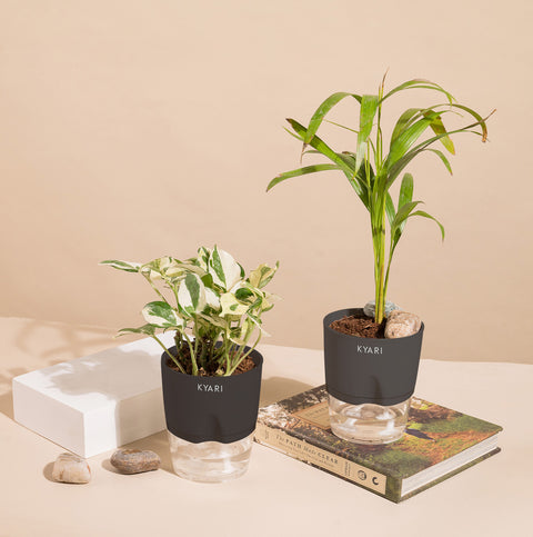 Set of 2 - Areca Palm & Money N'Joy Plant