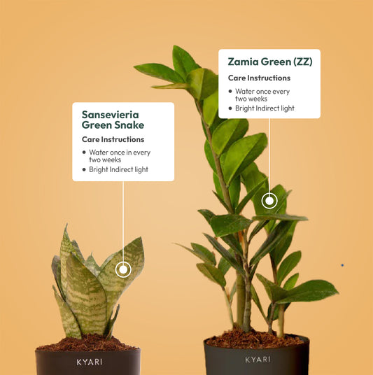 Set of 2 - Green Snake & ZZ - Zamia Green Plant