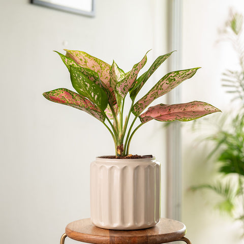Aglaonema Pink Valentine Plant with Medium Metal Self Watering Pot