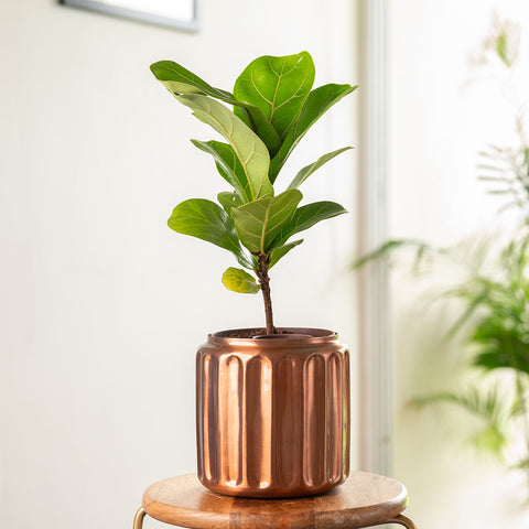 Fiddle Fig Plant with Medium Metal Self Watering Pot