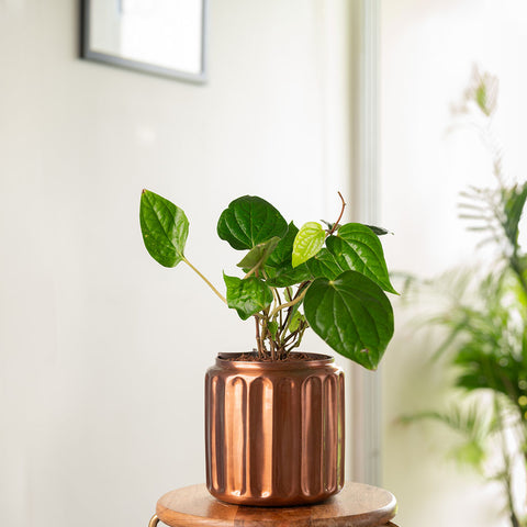 Betel Leaf Plant with Medium Metal Self Watering Pot
