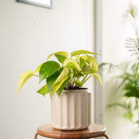 Golden Money Plant with Medium Metal Self Watering Pot
