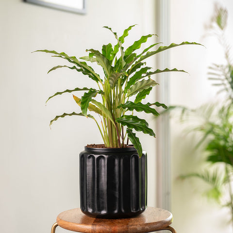 Calathea Rufibarba Plant with Medium Metal Self Watering Pot