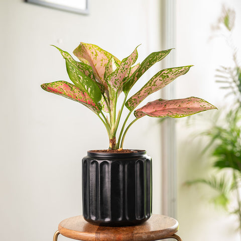 Aglaonema Pink Valentine Plant with Medium Metal Self Watering Pot