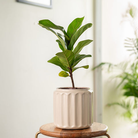 Fiddle Fig Plant with Medium Metal Self Watering Pot