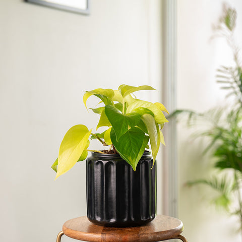 Golden Money Plant with Medium Metal Self Watering Pot