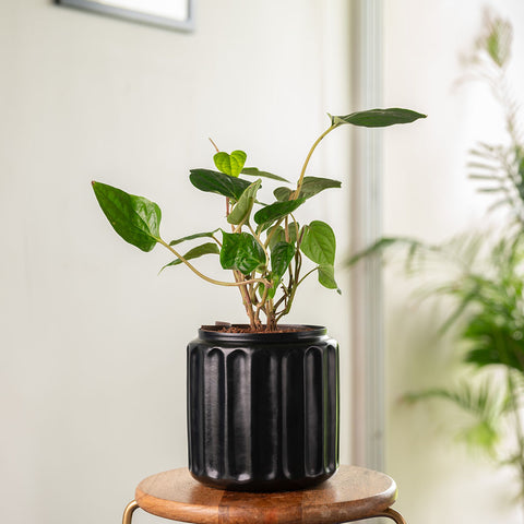 Betel Leaf Plant with Medium Metal Self Watering Pot