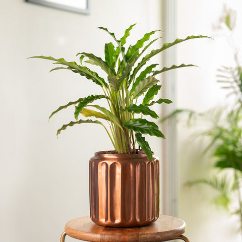 Calathea Rufibarba Plant with Medium Metal Self Watering Pot