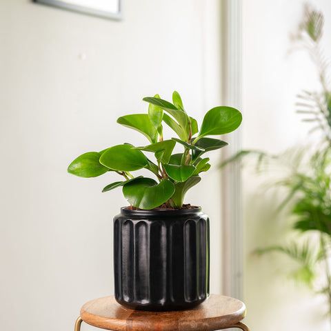Peperomia Green Plant with Medium Metal Self Watering Pot
