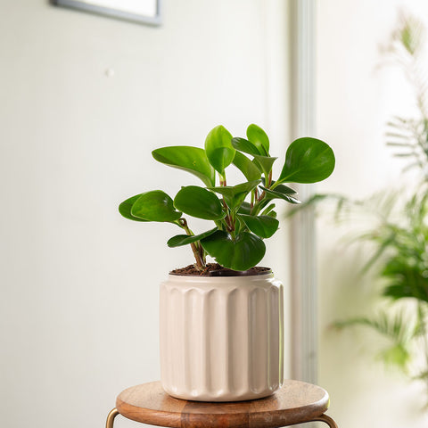 Peperomia Green Plant with Medium Metal Self Watering Pot