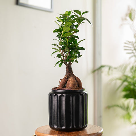 Lucky Bonsai Plant with Medium Metal Self Watering Pot