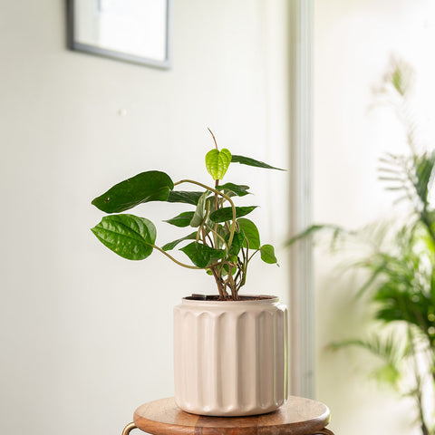 Betel Leaf Plant with Medium Metal Self Watering Pot