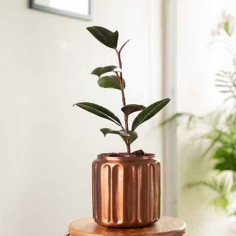 Black Rubber Plant with Medium Metal Self Watering Pot