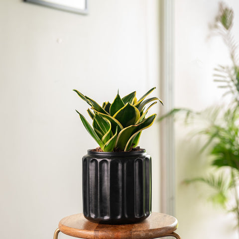 Golden Hahnii Snake Plant with Medium Metal Self Watering Pot