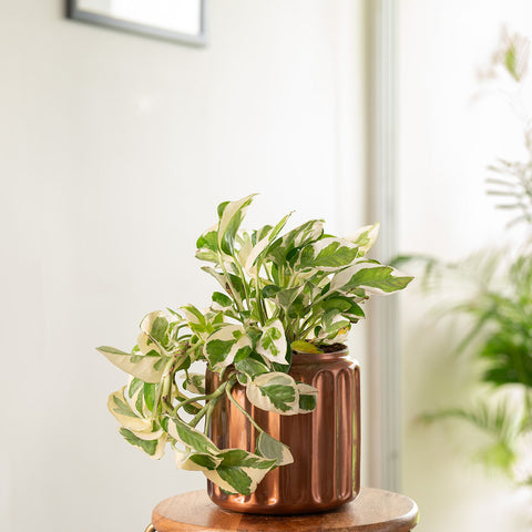 Money N'Joy Plant with Medium Metal Self Watering Pot
