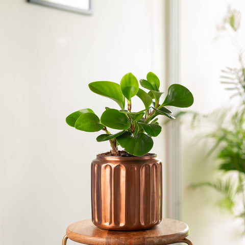 Peperomia Green Plant with Medium Metal Self Watering Pot