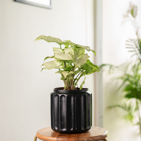 Syngonium Pixie White Plant with Medium Metal Self Watering Pot