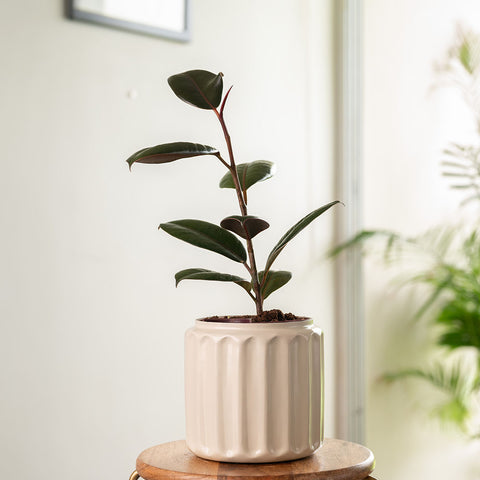 Black Rubber Plant with Medium Metal Self Watering Pot