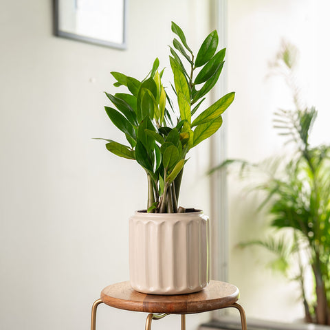 Zamia Green - ZZ Plant with Medium Metal Self Watering Pot