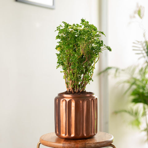 Aralia Green Plant with Medium Metal Self Watering Pot