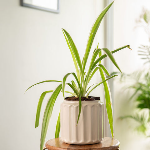 Spider Plant with Medium Metal Self Watering Pot