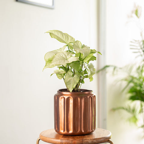 Syngonium Pixie White Plant with Medium Metal Self Watering Pot