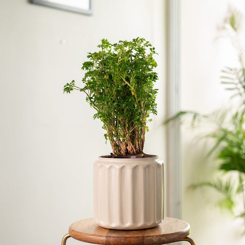 Aralia Green Plant with Medium Metal Self Watering Pot