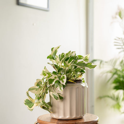 Money N'Joy Plant with Medium Metal Self Watering Pot