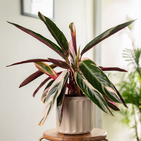 Calathea Triostar Plant with Medium Metal Self Watering Pot