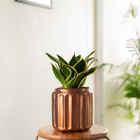 Golden Hahnii Snake Plant with Medium Metal Self Watering Pot