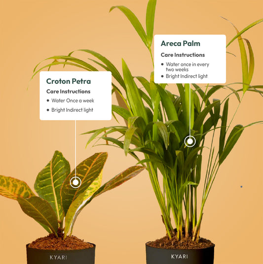 Set of 2 - Areca Palm & Croton Petra Plant