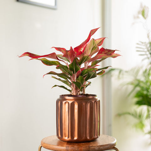 Aglaonema Lipstick Plant with Medium Metal Self Watering Pot