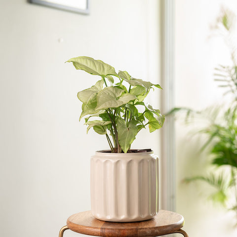 Syngonium Pixie White Plant with Medium Metal Self Watering Pot