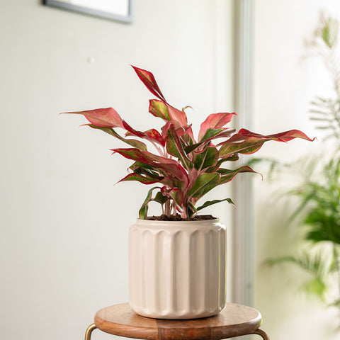 Aglaonema Lipstick Plant with Medium Metal Self Watering Pot